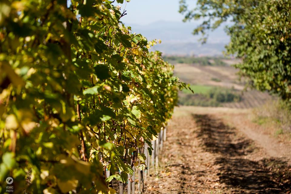 Podrum Braća Rajković 12